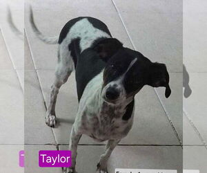 Rat-Cha Dogs for adoption in Mukwonago, WI, USA