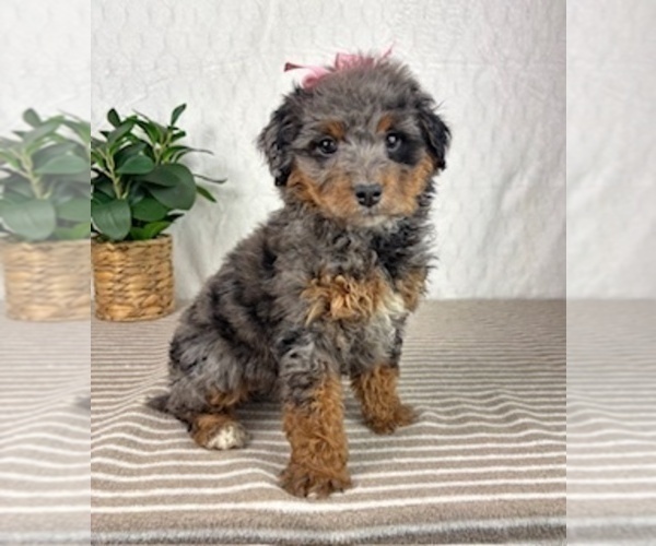 Medium Photo #3 Bernedoodle (Miniature) Puppy For Sale in GREENFIELD, IN, USA