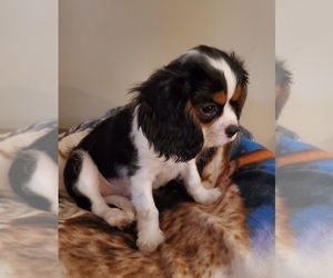 Cavalier King Charles Spaniel Puppy for sale in HUDSON, FL, USA