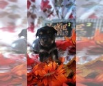 Small #4 Yorkshire Terrier