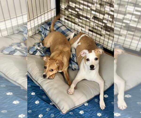 Medium Photo #3 Chihuahua-Whippet Mix Puppy For Sale in Cave Creek, AZ, USA