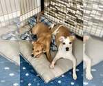 Small #2 Chihuahua-Whippet Mix