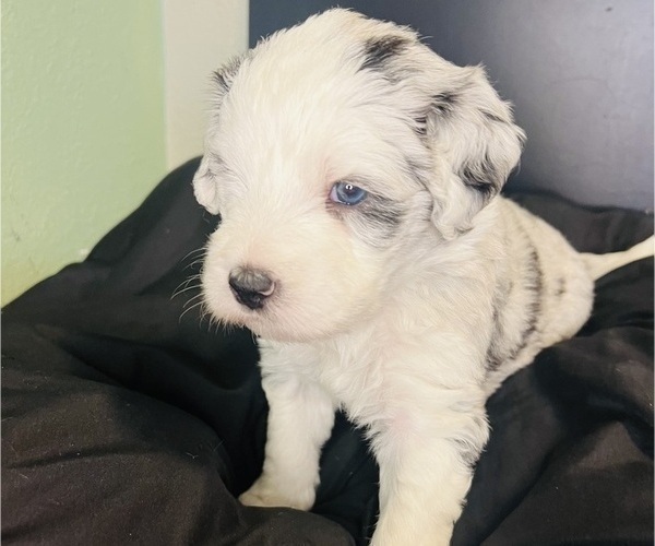 Medium Photo #18 Sheepadoodle Puppy For Sale in HUNTINGTON BEACH, CA, USA
