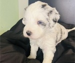 Small #17 Sheepadoodle