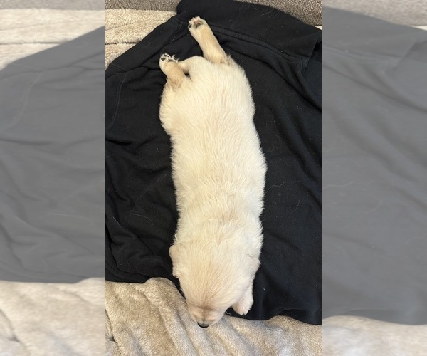 Medium Photo #5 English Cream Golden Retriever Puppy For Sale in MONROE, OR, USA