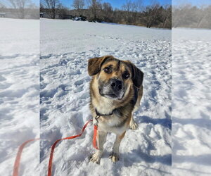 Augie - Male Gerberian Shepsky Dog for Adoption - Photo #2