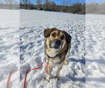 Small Photo #2 Gerberian Shepsky Puppy For Sale in Gloversville, NY, USA