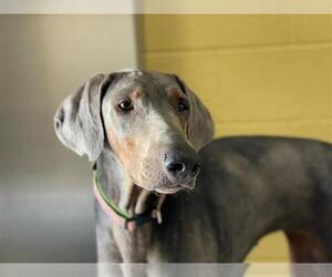 Doberman Pinscher-Unknown Mix Dogs for adoption in Elk Grove, CA, USA