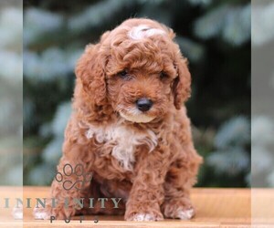 Goldendoodle (Miniature) Puppy for sale in EPHRATA, PA, USA