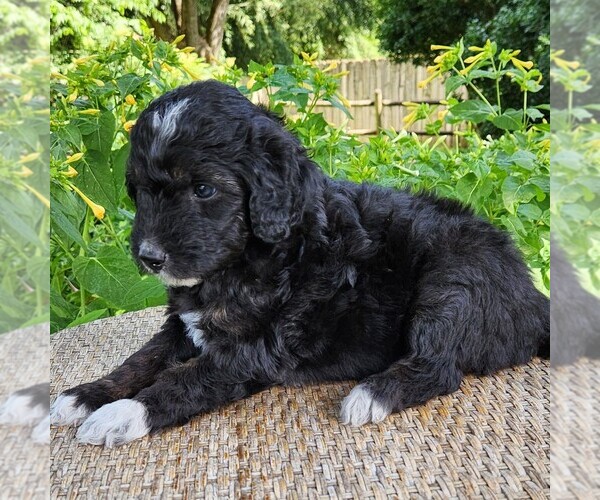 Medium Photo #6 F2 Aussiedoodle Puppy For Sale in COLUMBIA, TN, USA