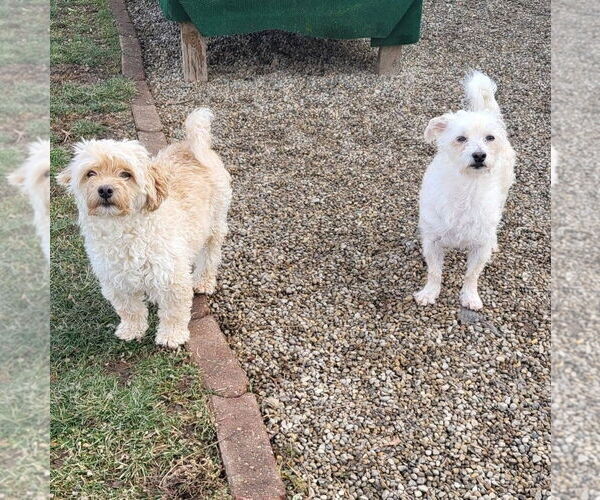 Medium Photo #4 Mutt Puppy For Sale in Germantown, OH, USA