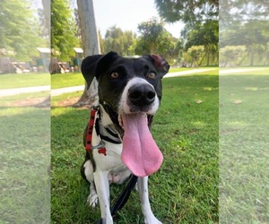 Lucy - Female Lab-Pointer Dog for Adoption - Photo #5