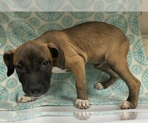 Mutt Dogs for adoption in HESPERIA, CA, USA