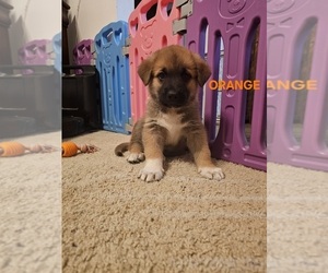 Medium German Shepherd Dog-Great Pyrenees Mix