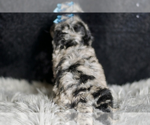 Medium Photo #6 Maltipoo Puppy For Sale in WARSAW, IN, USA