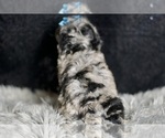 Small #5 Maltipoo