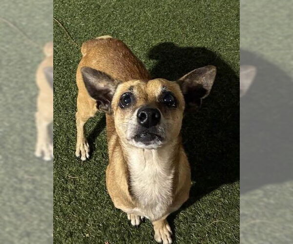 Medium Photo #4 Chihuahua Puppy For Sale in Pompano Beach , FL, USA