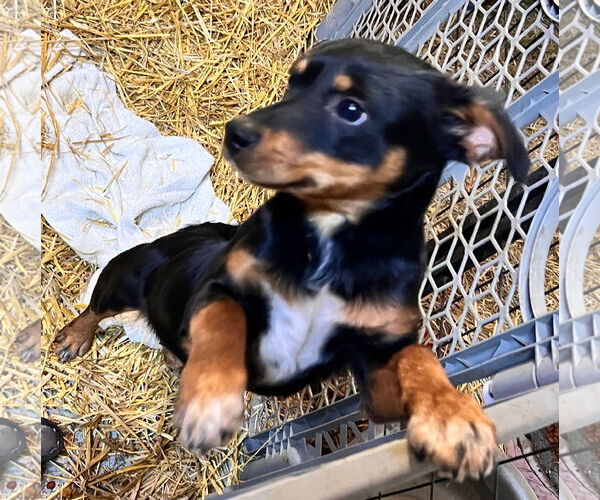 Medium Photo #2 Mutt Puppy For Sale in Tracy City, TN, USA