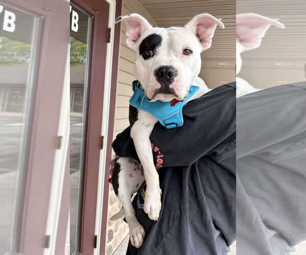 Medium Photo #6 American Pit Bull Terrier-Unknown Mix Puppy For Sale in Grafton, WI, USA