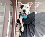 Small #5 American Pit Bull Terrier Mix