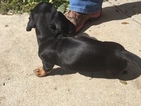 Small Photo #5 Dachshund Puppy For Sale in KINGSLAND, TX, USA