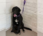 Small Labrador Retriever