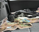 Small #6 Great Dane-Labrador Retriever Mix