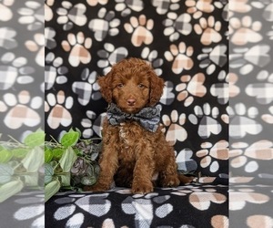 Cockapoo Puppy for sale in KIRKWOOD, PA, USA