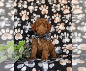 Maltipoo Puppy for sale in KIRKWOOD, PA, USA