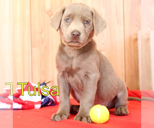 Labrador Retriever Puppy for sale in MARSHFIELD, MO, USA
