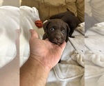 Small #3 Labrador Retriever