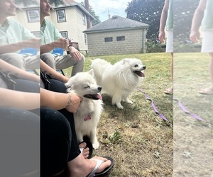 Father of the American Eskimo Dog puppies born on 04/19/2025