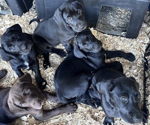 German Shorthaired Lab Litter for sale in TACOMA, WA, USA