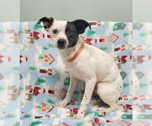 Jack Russell Terrier Dogs for adoption in Lake City, MI, USA