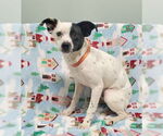 Small Jack Russell Terrier