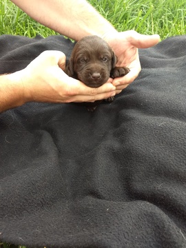 Medium Photo #1 Labrador Retriever Puppy For Sale in ADRIAN, MO, USA