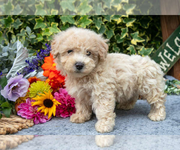 Medium Photo #1 Poodle (Miniature) Puppy For Sale in SHILOH, OH, USA