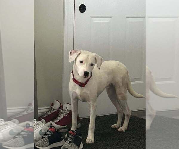 Medium Photo #5 American Pit Bull Terrier-Unknown Mix Puppy For Sale in New York, NY, USA