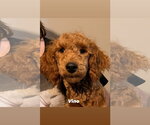Small #3 Goldendoodle