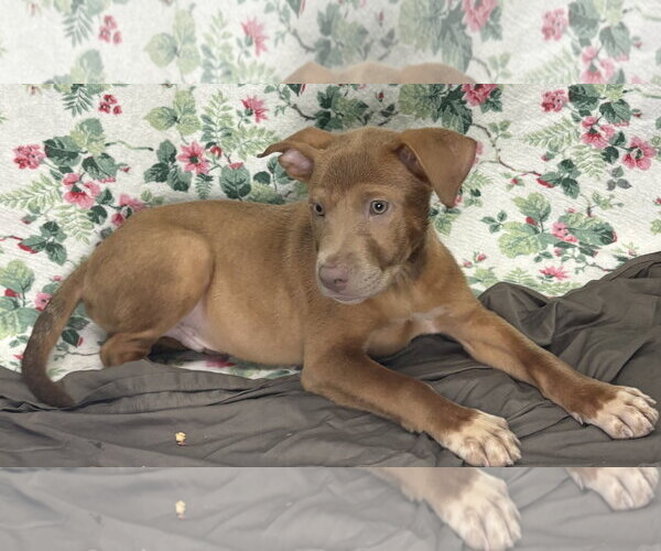 Medium Photo #2 Mutt Puppy For Sale in Wetumpka, AL, USA