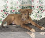 Small #1 Mutt