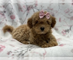 Goldendoodle (Miniature) Puppy for Sale in LAKELAND, Florida USA