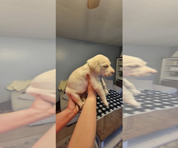 Medium Photo #8 Labrador Retriever Puppy For Sale in CHATHAM, IL, USA