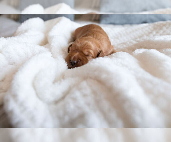 Medium Photo #2 Goldendoodle (Miniature) Puppy For Sale in FRESNO, CA, USA