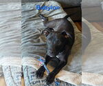 Small #1 Labrador Retriever-Mountain Cur Mix