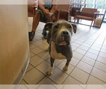 Small American Pit Bull Terrier Mix