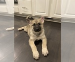 Small Photo #5 German Shepherd Dog Puppy For Sale in BURTON CITY, OH, USA