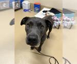 Small American Pit Bull Terrier