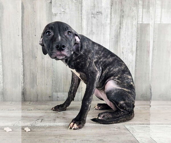 Medium Photo #1 Catahoula Leopard Dog-Plott Hound Mix Puppy For Sale in columbia, SC, USA