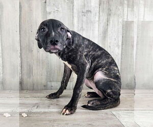 Catahoula Leopard Dog-Plott Hound Mix Dogs for adoption in columbia, SC, USA